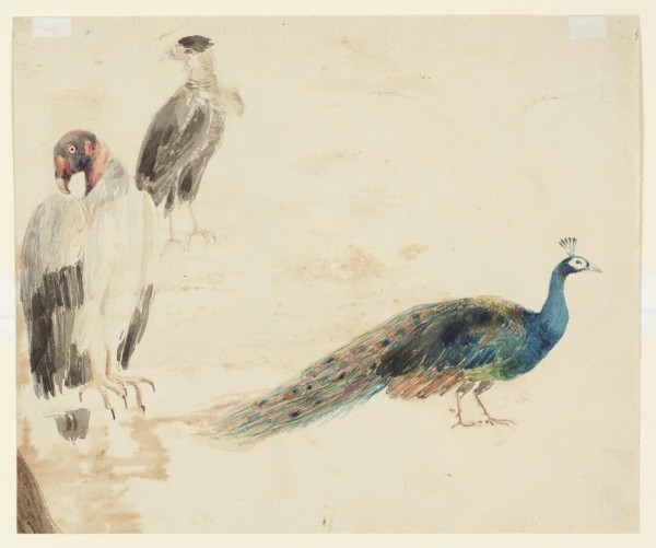 Three birds by Edward Angelo Goodall